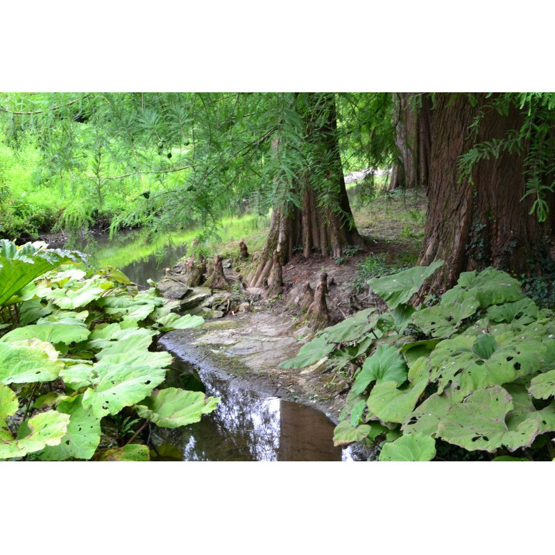TAXODIUM distichum
