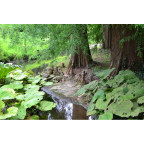TAXODIUM distichum