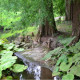 TAXODIUM distichum