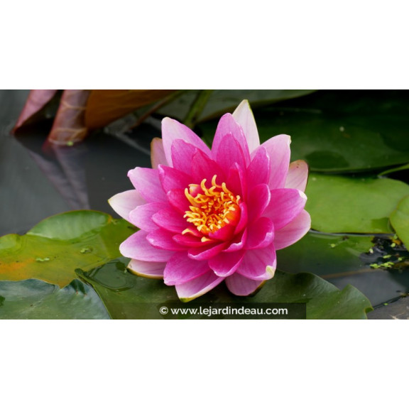 NYMPHAEA  'Attraction'