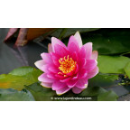 NYMPHAEA  'Attraction'
