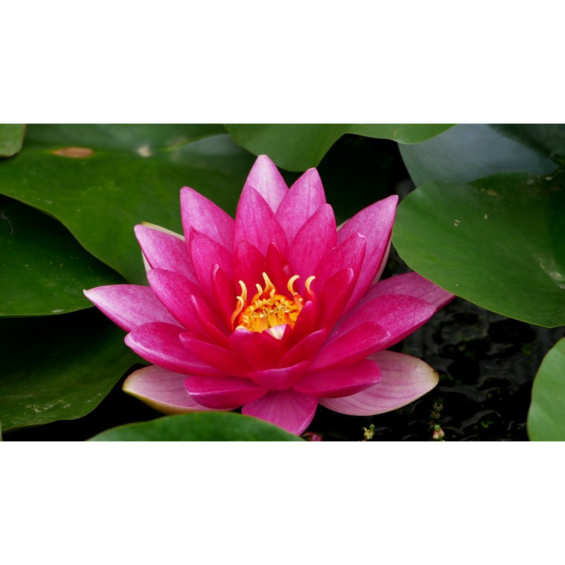 NYMPHAEA 'Charles de Meurville'