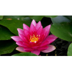 NYMPHAEA 'Charles de Meurville'