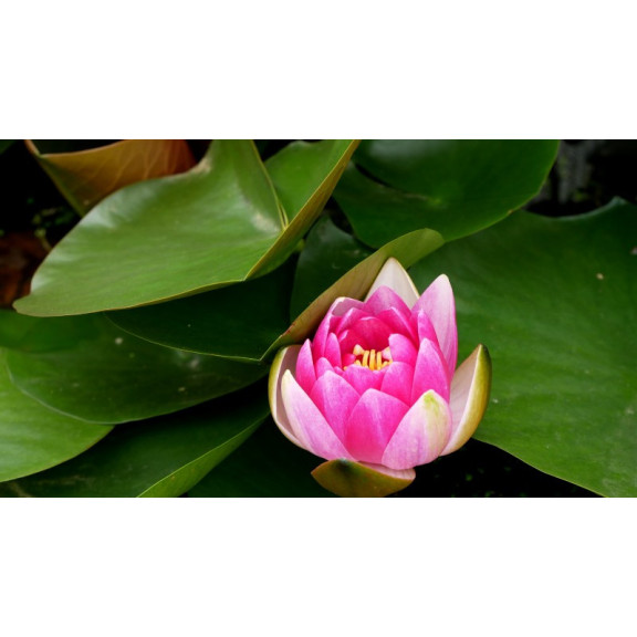 NYMPHAEA 'Charles de Meurville'