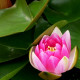 NYMPHAEA 'Charles de Meurville'