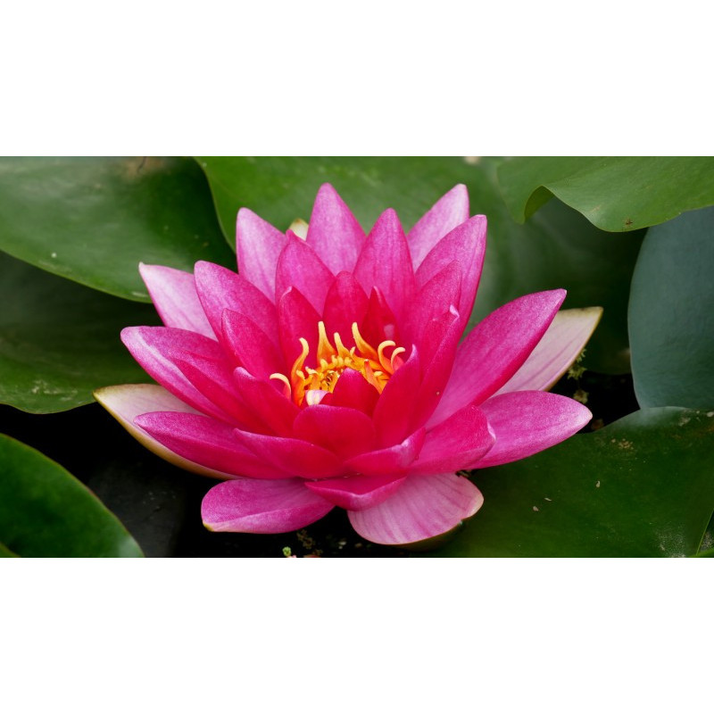 NYMPHAEA 'Charles de Meurville'