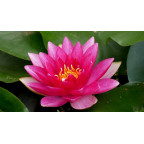 NYMPHAEA 'Charles de Meurville'