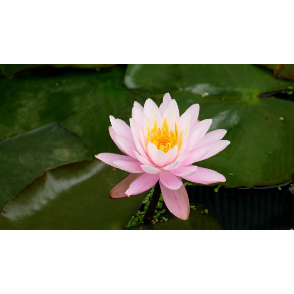 NYMPHAEA 'Fire Crest'