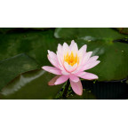 NYMPHAEA 'Fire Crest'