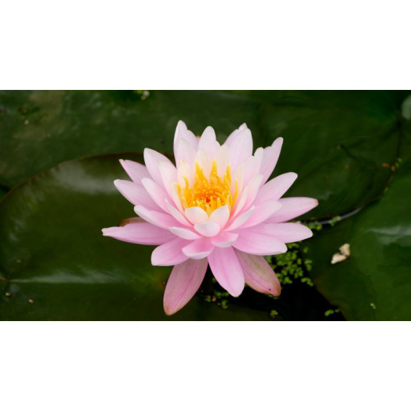 NYMPHAEA 'Fire Crest'