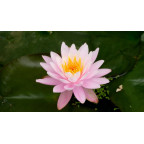 NYMPHAEA 'Fire Crest'