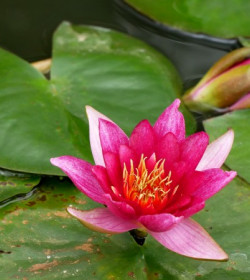 NYMPHAEA 'Froebelli'