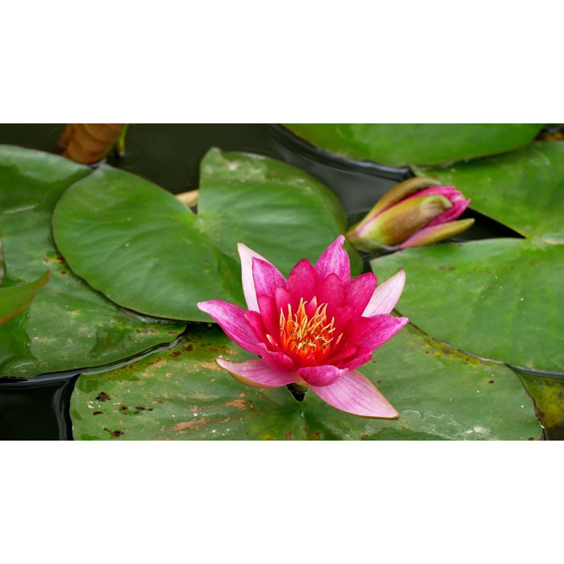 NYMPHAEA 'Froebelli'