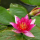 NYMPHAEA 'Froebelli'