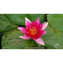 NYMPHAEA \'Froebelli\'