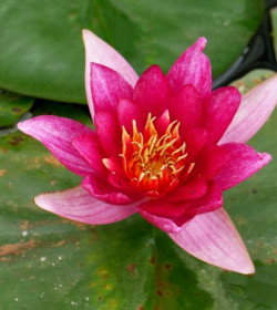 NYMPHAEA 'Froebelli'