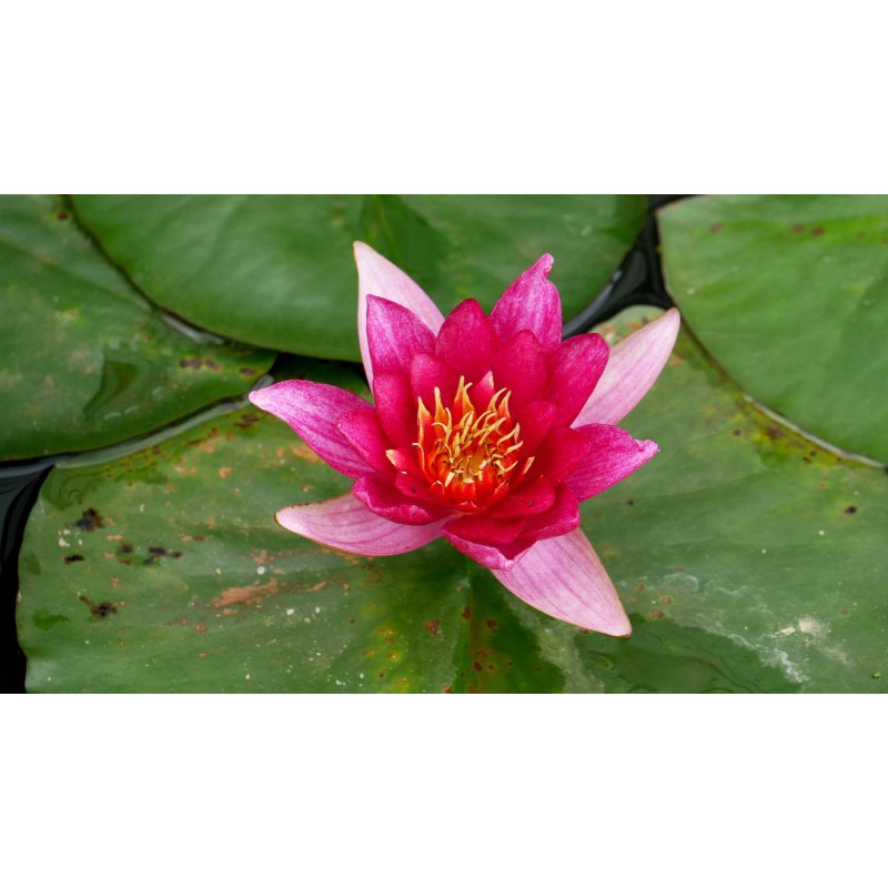 NYMPHAEA 'Froebelli'