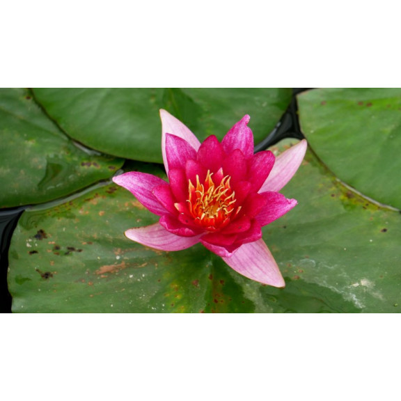 NYMPHAEA 'Froebelli'