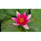 NYMPHAEA 'Froebelli'