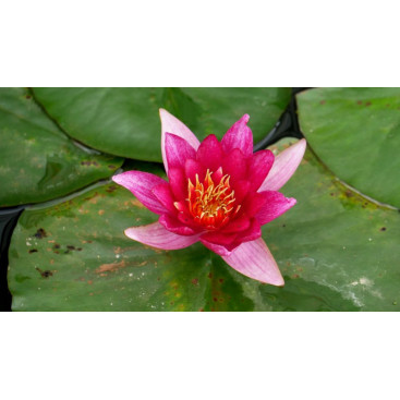 NYMPHAEA \'Froebelli\'
