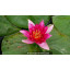 NYMPHAEA \'Froebelli\'