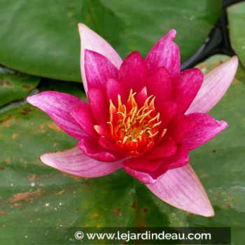 NYMPHAEA &#039;Froebelli&#039;