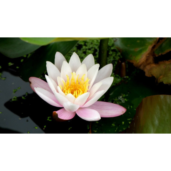 NYMPHAEA 'Marliacea Carnea'