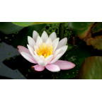 NYMPHAEA 'Marliacea Carnea'