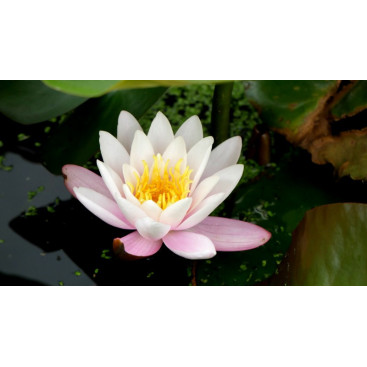NYMPHAEA \'Marliacea Carnea\'