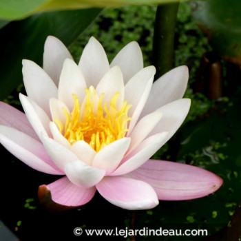 NYMPHAEA &#039;Marliacea Carnea&#039;