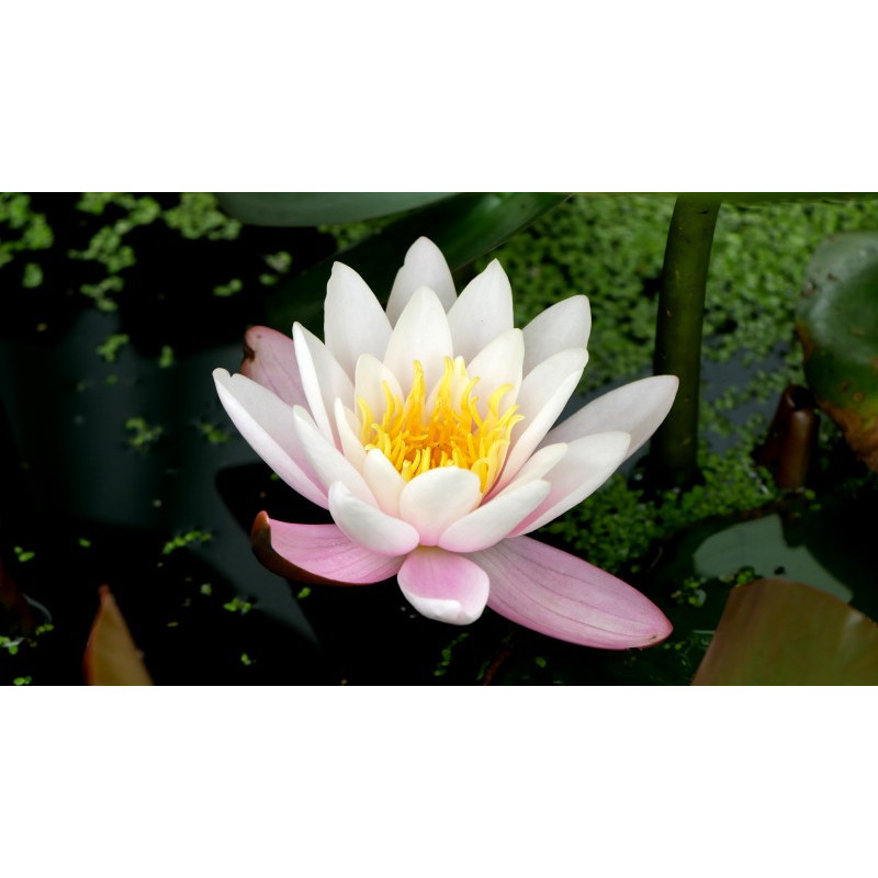 NYMPHAEA 'Marliacea Carnea'