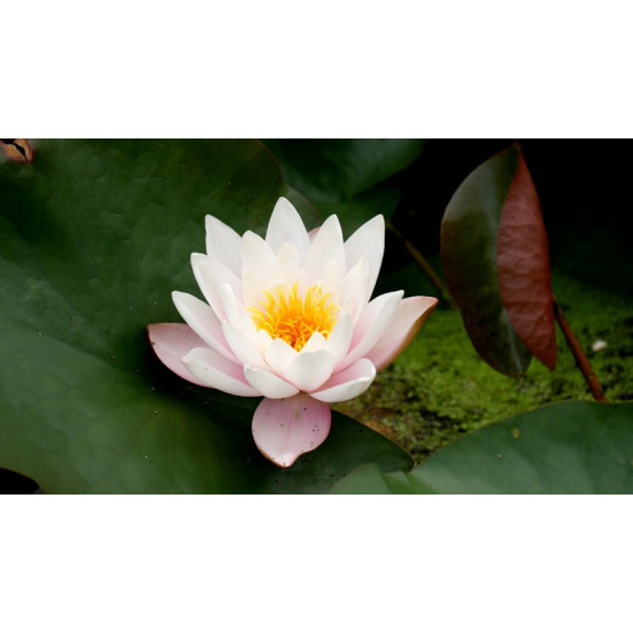 NYMPHAEA 'Marliacea Rosea'