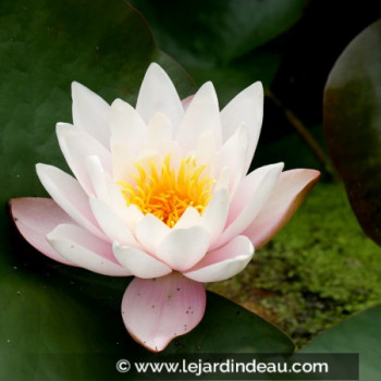 NYMPHAEA &#039;Marliacea Rosea&#039;