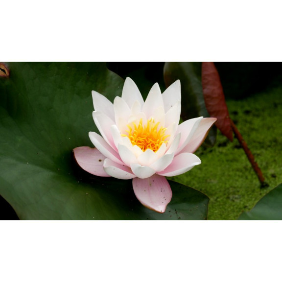 NYMPHAEA 'Marliacea Rosea'