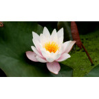 NYMPHAEA 'Marliacea Rosea'