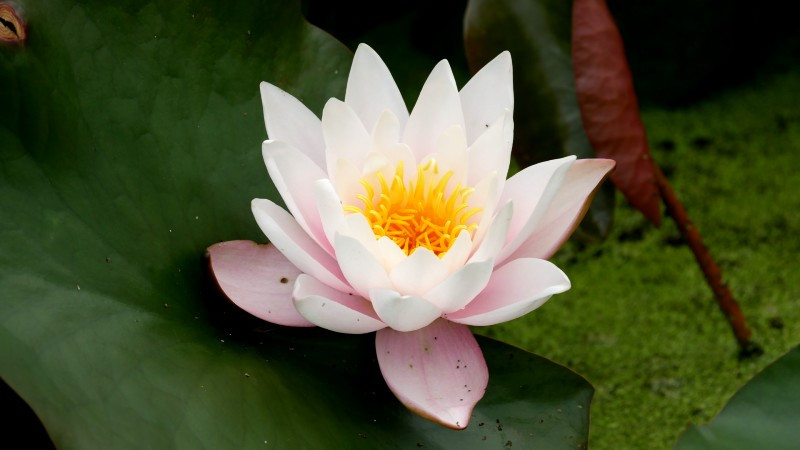 Achat Nymphaea X 'Marliacea Rosea' (Nénuphar, rose clair)