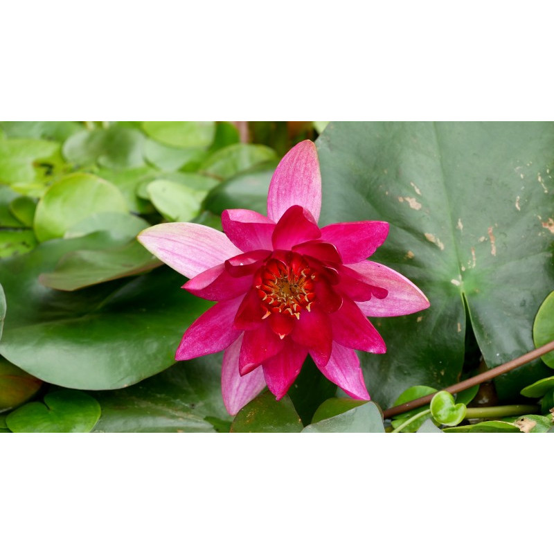 NYMPHAEA 'Pygmaea Rubra'