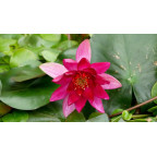 NYMPHAEA 'Pygmaea Rubra'