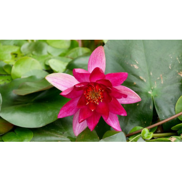 NYMPHAEA \'Pygmaea Rubra\'