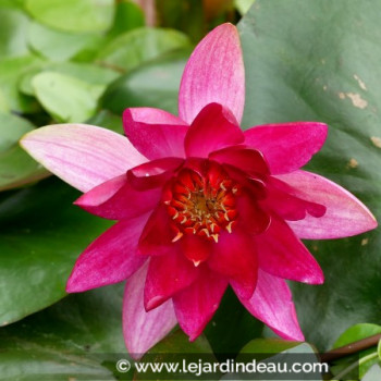NYMPHAEA &#039;Pygmaea Rubra&#039;