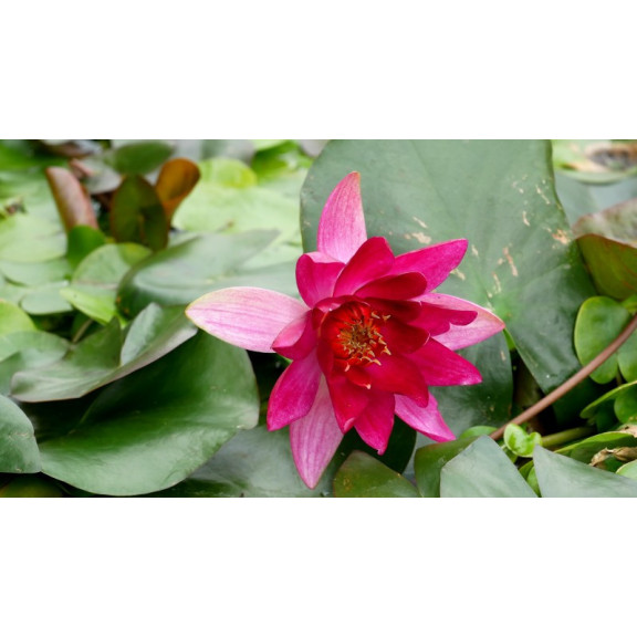 NYMPHAEA 'Pygmaea Rubra'
