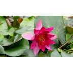 NYMPHAEA 'Pygmaea Rubra'