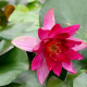 NYMPHAEA 'Pygmaea Rubra'