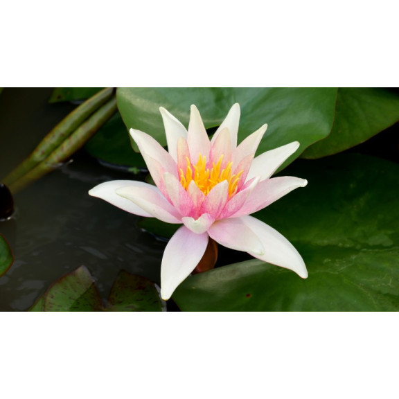 NYMPHAEA 'Sioux'
