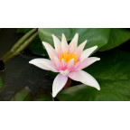 NYMPHAEA 'Sioux'