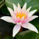 NYMPHAEA 'Sioux'