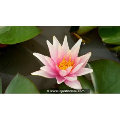 NYMPHAEA \'Sioux\'