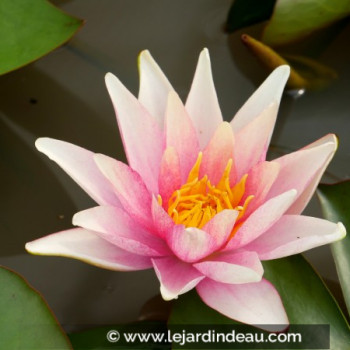 NYMPHAEA &#039;Sioux&#039;