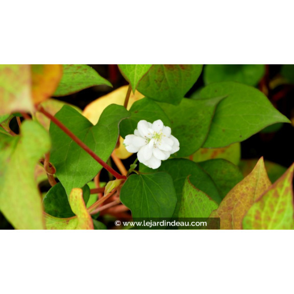 HOUTTUYNIA cordata 'Flore Pleno'
