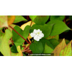HOUTTUYNIA cordata 'Flore Pleno'